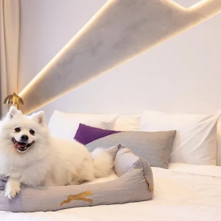 Hotel X Brisbane Fortitude Vly, Vignette Collection By Ihg Fortitude Valley Exterior photo A dog at the Mandarin Oriental, Bangkok